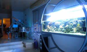 Bespoke seawater aquarium created and designed by Olivier Clavel