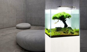 Aquarium with pared-back design