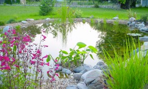 Garden pond